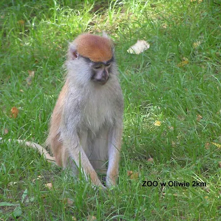 Pod Lasem Appartement *