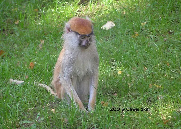 Pod Lasem アパート *